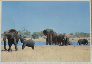 Cartes · Cartes postales Afrique