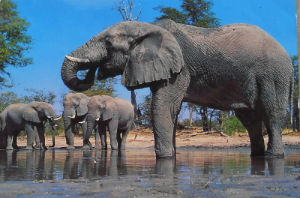 Cartes · Cartes postales Afrique
