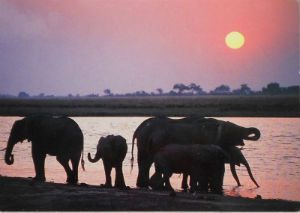 Cartes · Cartes postales Afrique
