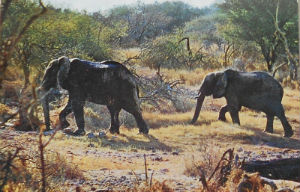 Cartes · Cartes postales Afrique