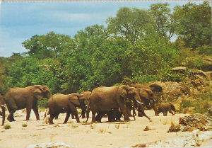 Cartes · Cartes postales Afrique