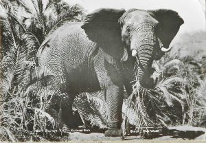 Cartes · Cartes postales Afrique