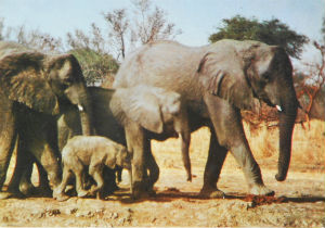 Cartes · Cartes postales Afrique
