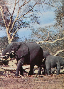 Cartes · Cartes postales Afrique