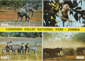Cartes · Cartes postales Afrique