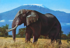 Cartes · Cartes postales Afrique