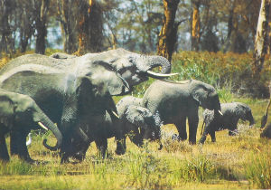 Cartes · Cartes postales Afrique