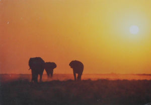 Cartes · Cartes postales Afrique