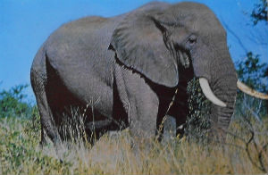 Cartes · Cartes postales Afrique