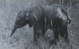 Cartes · Cartes postales Afrique