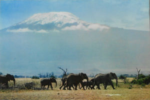 Cartes · Cartes postales Afrique