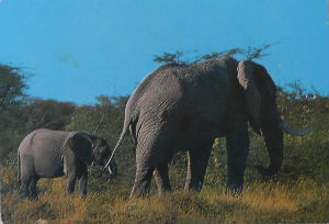 Cartes · Cartes postales Afrique