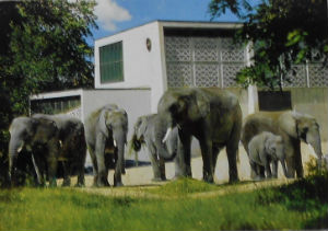 Cartes · Cartes postales Afrique
