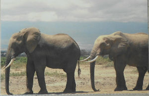 Cartes · Cartes postales Afrique