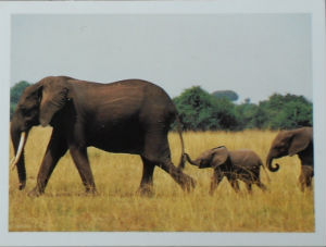 Cartes · Cartes postales Afrique