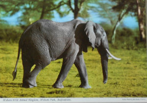 Cartes · Cartes postales Afrique