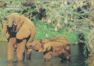 Cartes · Cartes postales Afrique