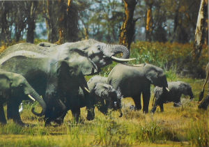 Cartes · Cartes postales Afrique