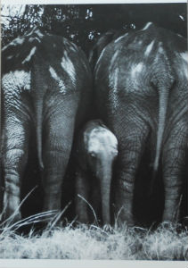 Cartes · Cartes postales Afrique