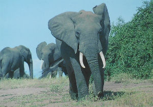 Cartes · Cartes postales Afrique