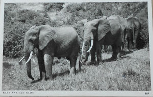Cartes · Cartes postales Afrique