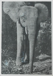 Cartes · Cartes postales Afrique