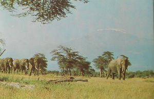 Cartes · Cartes postales Afrique