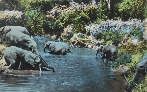 Cartes · Cartes postales Afrique