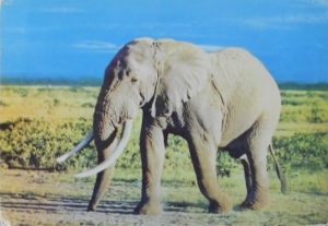 Cartes · Cartes postales Afrique