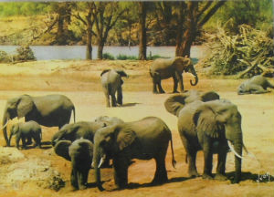 Cartes · Cartes postales Afrique