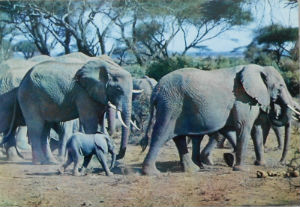 Cartes · Cartes postales Afrique