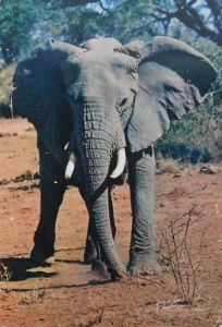 Cartes · Cartes postales Afrique
