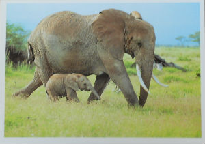 Cartes · Cartes postales Afrique