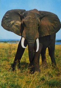 Cartes · Cartes postales Afrique