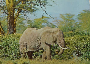 Cartes · Cartes postales Afrique