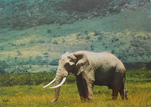 Cartes · Cartes postales Afrique