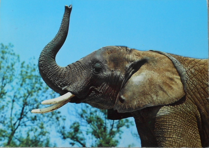 Cartes · Cartes postales Afrique