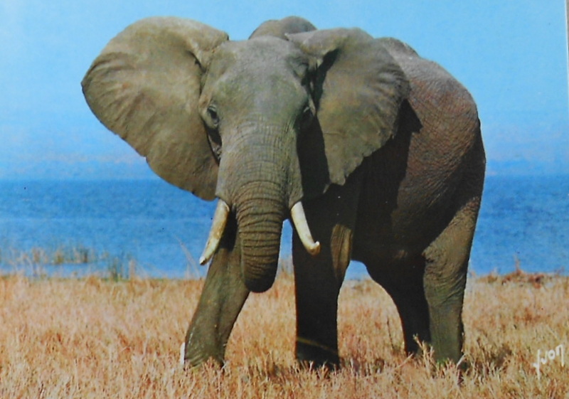 Cartes · Cartes postales Afrique