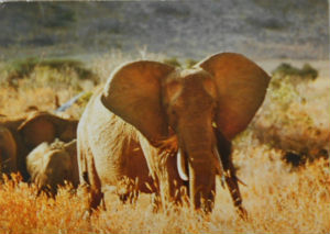 Cartes · Cartes postales Afrique