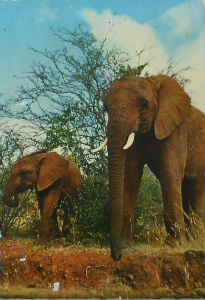 Cartes · Cartes postales Afrique