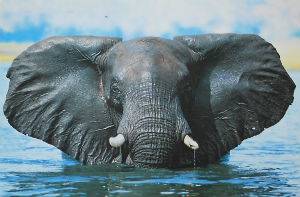 Cartes · Cartes postales Afrique
