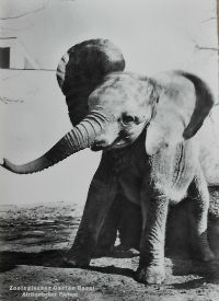 Cartes · Cartes postales Afrique