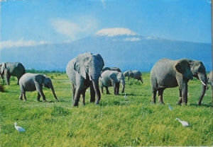 Cartes · Cartes postales Afrique