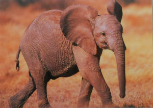 Cartes · Cartes postales Afrique