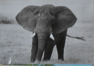 Cartes · Cartes postales Afrique
