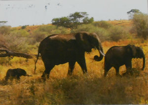Cartes · Cartes postales Afrique
