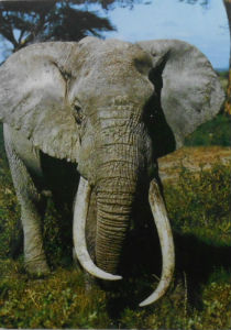 Cartes · Cartes postales Afrique
