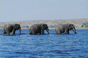 Cartes · Cartes postales Afrique