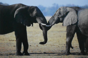 Cartes · Cartes postales Afrique