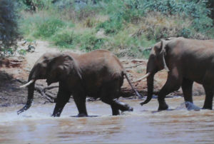 Cartes · Cartes postales Afrique